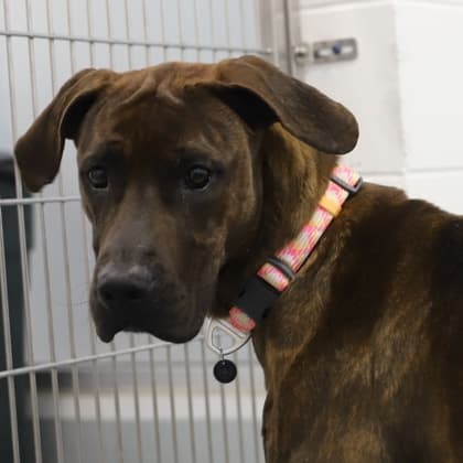 Edith - Cane Corso/Mix available for adoption in Calgary