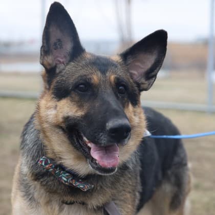 Juniper - German Shepherd/Mix available for adoption in Calgary