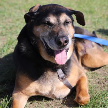 Django - Medium Mixed Breed available for adoption at Calgary Humane Society in Calgary