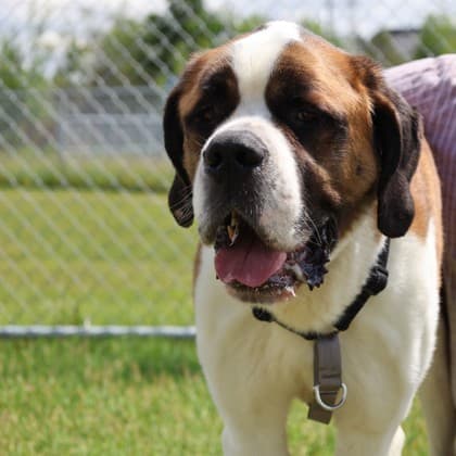 Duke - Saint Bernard/Mix available for adoption at Calgary Humane Society in Calgary