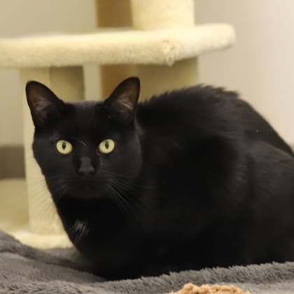 Mimi - Domestic Shorthair/Mix cat cat available for adoption at Calgary Humane Society in Calgary