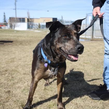 Porscha - Pit Bull Terrier/Mix available for adoption in Calgary