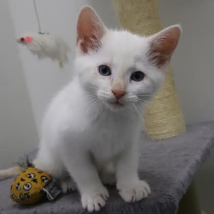 Madrid - Domestic Shorthair cat available for adoption at Calgary Humane Society in Calgary