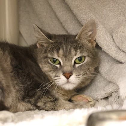 Olivia - Domestic Shorthair/Mix cat cat available for adoption at Calgary Humane Society in Calgary