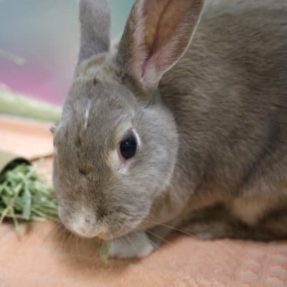 Hazel - Mixed Breed available for adoption in Calgary