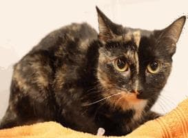 Flix - Domestic Shorthair/Mix cat cat available for adoption at Calgary Humane Society in Calgary