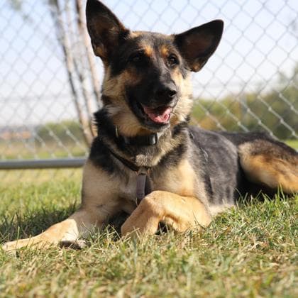 Juniper - German Shepherd/Mix available for adoption at Calgary Humane Society in Calgary