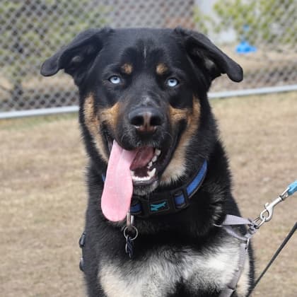 Muskwa - German Shepherd/Alaskan Husky available for adoption at Calgary Humane Society in Calgary