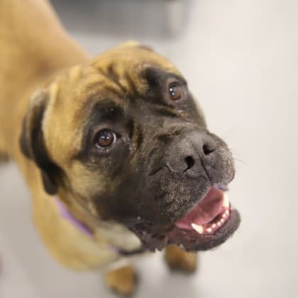 Eric - Large Mixed Breed available for adoption at Calgary Humane Society in Calgary