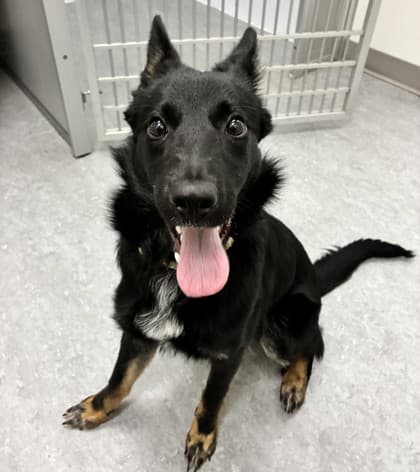 Nahri - Medium Mixed Breed available for adoption at Calgary Humane Society in Calgary