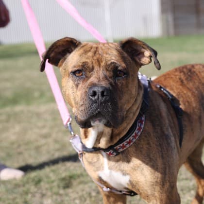Cinna - Large Mixed Breed available for adoption in Calgary
