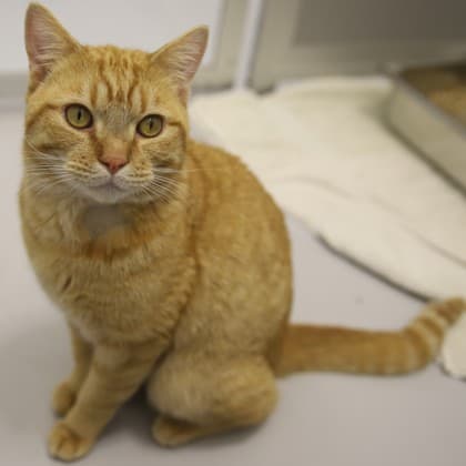 King Kong - Domestic Shorthair/Mix cat cat available for adoption at Calgary Humane Society in Calgary