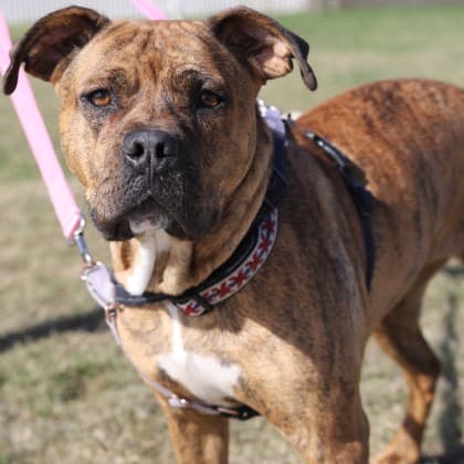 Cinna - Large Mixed Breed available for adoption at Calgary Humane Society in Calgary