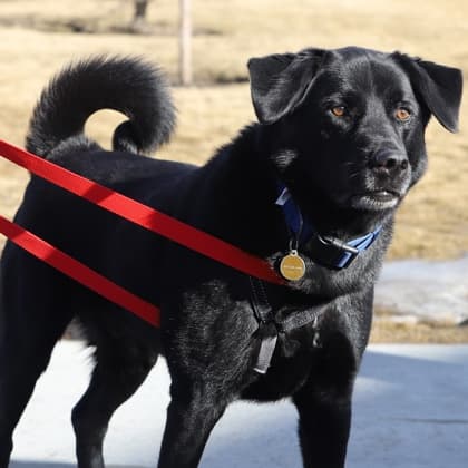 Sebastian - Labrador Retriever/Mix available for adoption at Calgary Humane Society in Calgary
