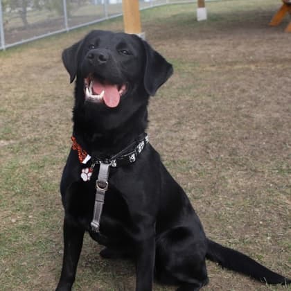 Arwen - Labrador Retriever/Mix available for adoption at Calgary Humane Society in Calgary