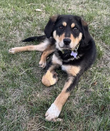 Buster - Shepherd/Mix available for adoption at Calgary Humane Society in Calgary