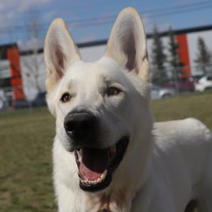Astro - German Shepherd/Mix available for adoption in Calgary