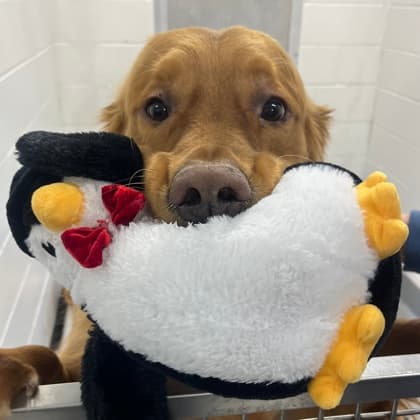 Braunnie - Golden Retriever/Mix available for adoption at Calgary Humane Society in Calgary