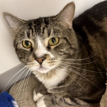 Smoke - Domestic Shorthair/Mix cat cat available for adoption in Calgary