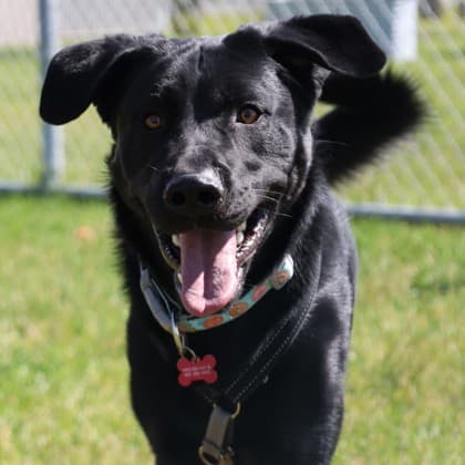 Baxter - Labrador Retriever/Mix available for adoption