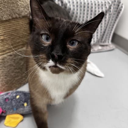 Rockford - Siamese/Mix cat cat available for adoption at Calgary Humane Society in Calgary