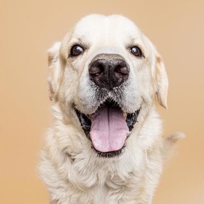 Cash - Great Pyrenees/Mix available for adoption in Calgary