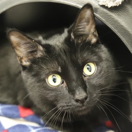 Rory - Domestic Shorthair/Mix cat cat available for adoption at Calgary Humane Society in Calgary