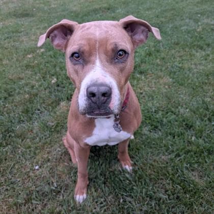 Nova - Pit Bull Terrier/Mix available for adoption in Calgary