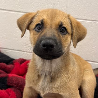 Grogu - Medium Mixed Breed available for adoption at Calgary Humane Society in Calgary