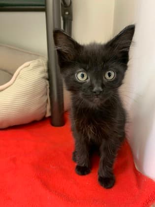 Ringo - Domestic Shorthair cat available for adoption at Calgary Humane Society in Calgary