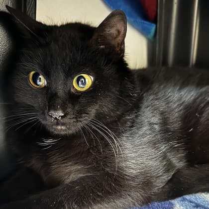 Sparky - Domestic Shorthair/Mix cat cat available for adoption in Calgary