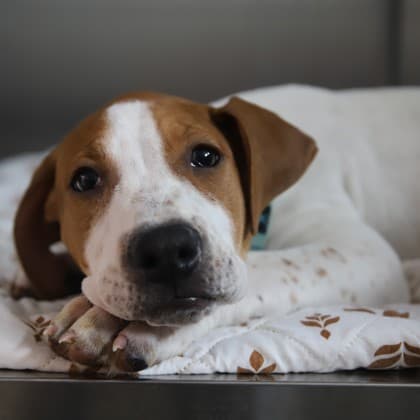 Kiwi Kicks - Medium Mixed Breed available for adoption at Calgary Humane Society in Calgary