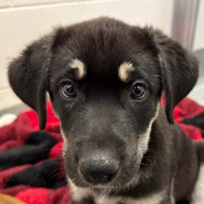 Rotta - Medium Mixed Breed available for adoption at Calgary Humane Society in Calgary