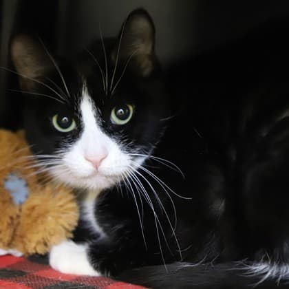 Cassidy - Domestic Shorthair/Mix cat cat available for adoption at Calgary Humane Society in Calgary