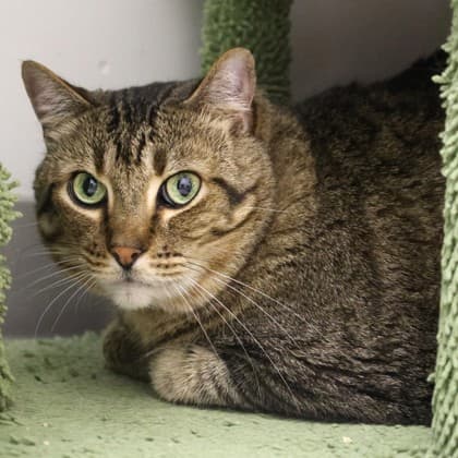 Milo - Domestic Shorthair/Mix cat cat available for adoption at Calgary Humane Society in Calgary
