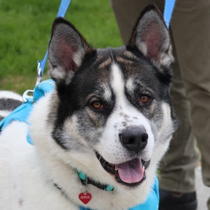 Jack Jack - Akita/Mix available for adoption at Calgary Humane Society in Calgary