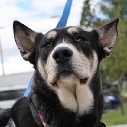 Cardinal - Medium Mixed Breed available for adoption at Calgary Humane Society in Calgary