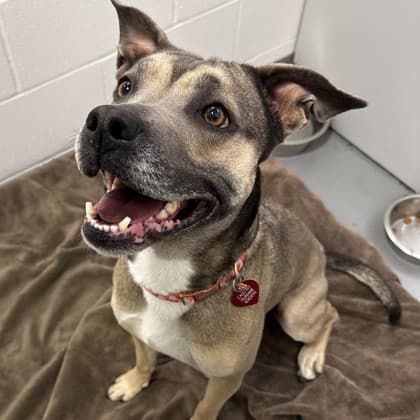 Bella - Pit Bull Terrier/Mix available for adoption at Calgary Humane Society in Calgary