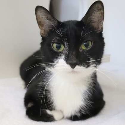 Miss Magic - Domestic Shorthair/Mix cat cat available for adoption at Calgary Humane Society in Calgary
