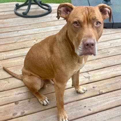 Cinnamon - Pit Bull Terrier/Mix available for adoption in Calgary