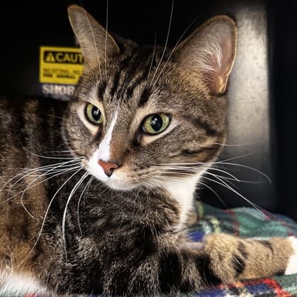 Delia - Domestic Shorthair/Mix cat cat available for adoption at Calgary Humane Society in Calgary