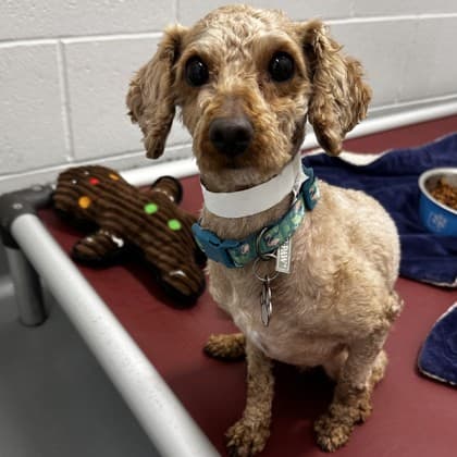 Kojo - Miniature Poodle/Mix available for adoption