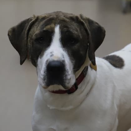Tuffy - Cane Corso/Mix available for adoption in Calgary