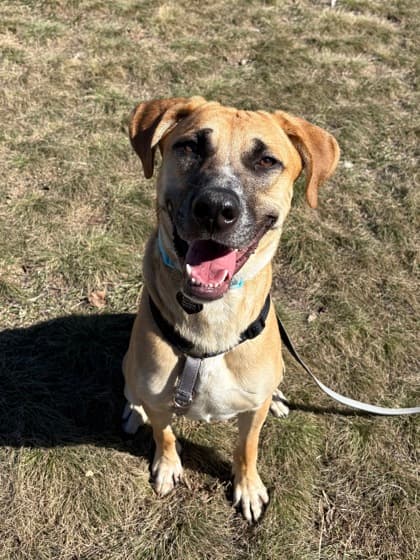 Max - Large Mixed Breed available for adoption at Calgary Humane Society in Calgary