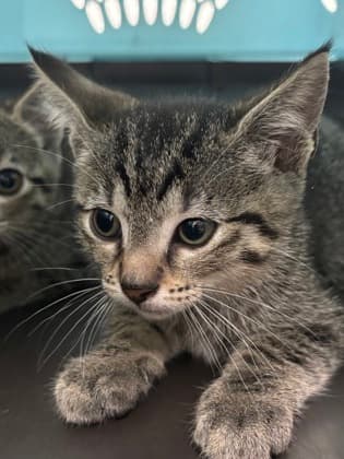 Shay - Domestic Shorthair cat available for adoption at Calgary Humane Society in Calgary
