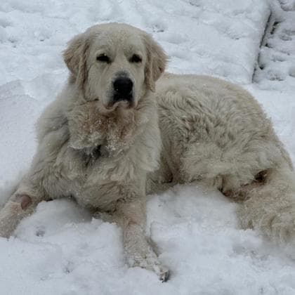 Cloudie - Great Pyrenees available for adoption at Calgary Humane Society in Calgary