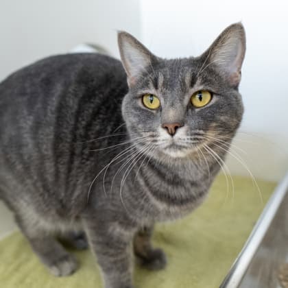 Sky - Domestic Shorthair/Mix cat cat available for adoption at Calgary Humane Society in Calgary