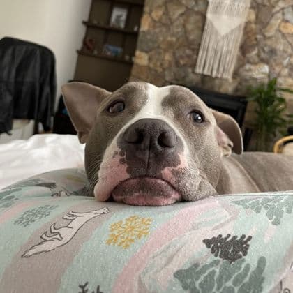 Lola - Pit Bull Terrier/Mix available for adoption at Calgary Humane Society in Calgary