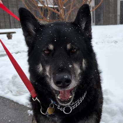 Harvey - Large Mixed Breed available for adoption at Calgary Humane Society in Calgary