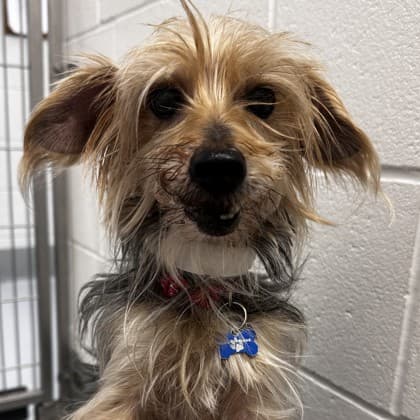 Biscuit - Yorkshire Terrier/Mix available for adoption at Calgary Humane Society in Calgary